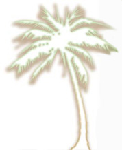 a palm tree