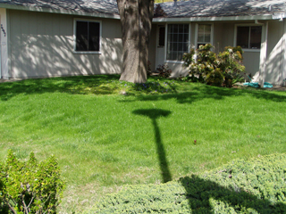 5 weeks after sewing new seed