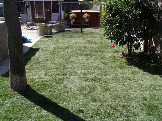 After installing new sod